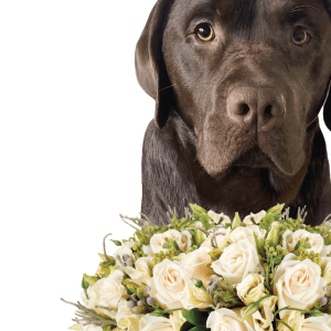 dog wedding welcome board